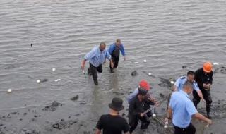 直击黄浦江边捕捉鳄鱼 直击黄浦江边捕捉鳄鱼